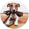 Dog Walking