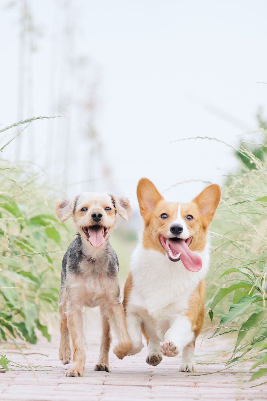 Group dogs