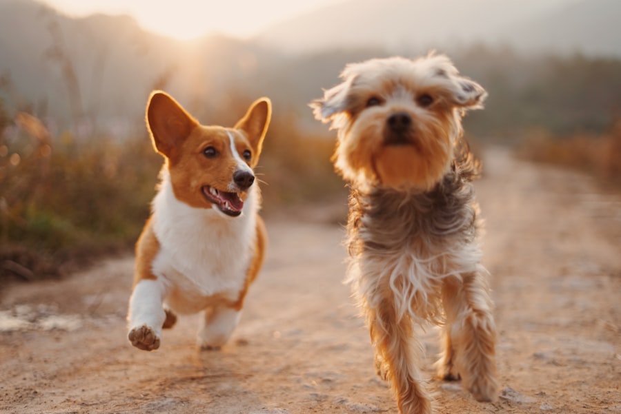 Dog walk
